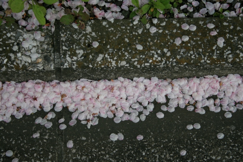 haiku cherry blossoms, my cherry blossom